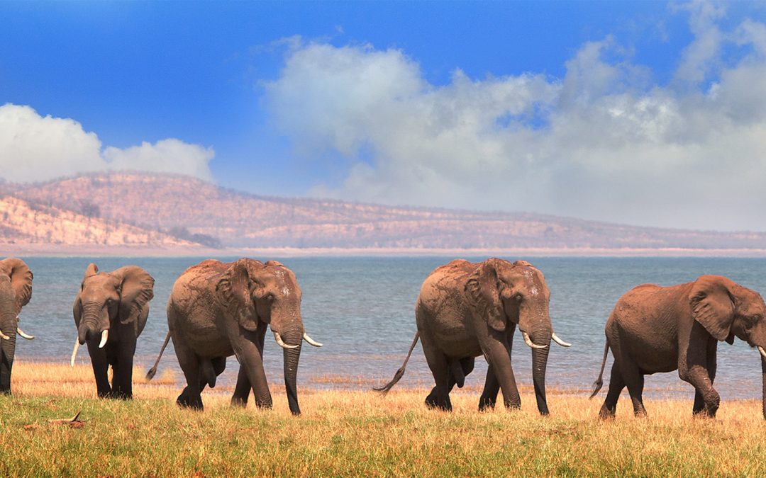 Older Male Elephants Help Keep Younger Males Calm