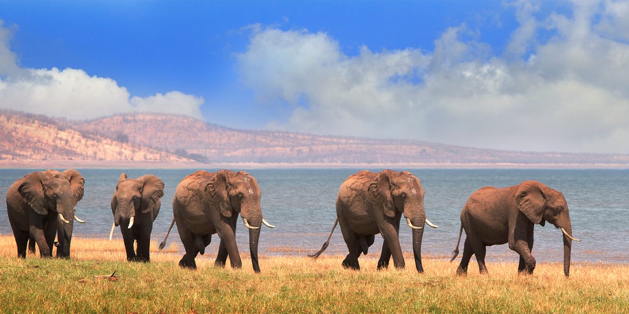 Older Male Elephants Help Keep Younger Males Calm