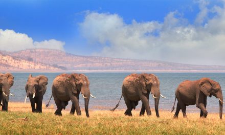 Older Male Elephants Help Keep Younger Males Calm