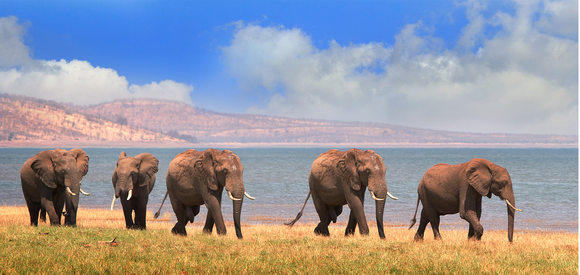 Herd of Elephants (Africana Loxodonta) on the shoreline of Lake Kariba in Matusadona National Park, Zimbabwe - Southern Africa