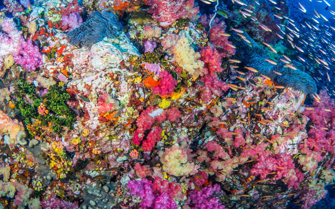 The Allen Coral Atlas is the First High-Res Map of All the World’s Coral Reefs