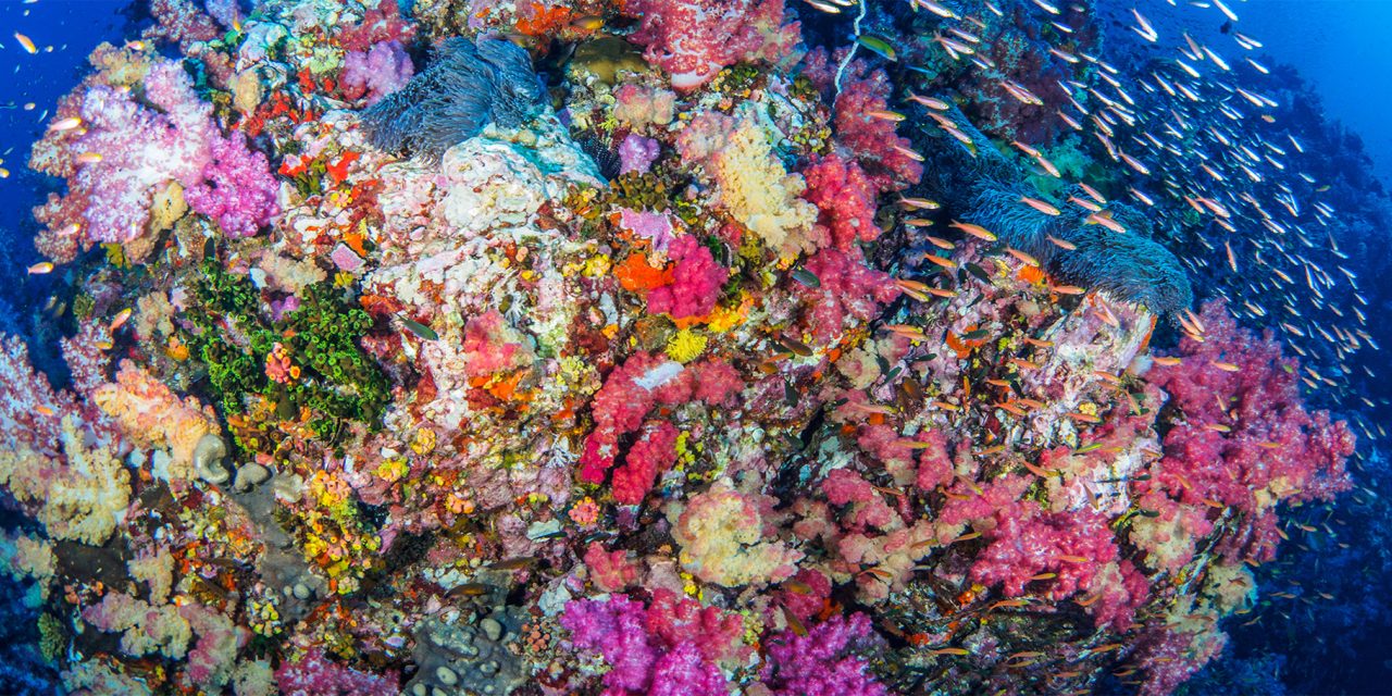 The Allen Coral Atlas is the First High-Res Map of All the World’s Coral Reefs