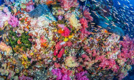 The Allen Coral Atlas is the First High-Res Map of All the World’s Coral Reefs