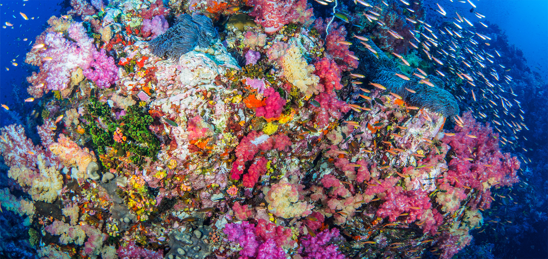 Lively and colorful coral reef with fish swimming