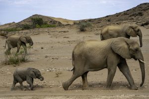 Group of older and younger elephants walking in Namibia