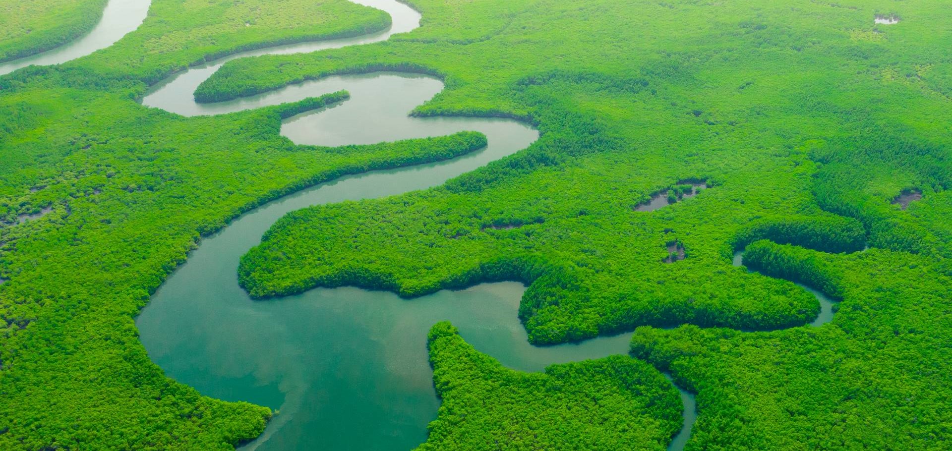 Aerial view of mangroves