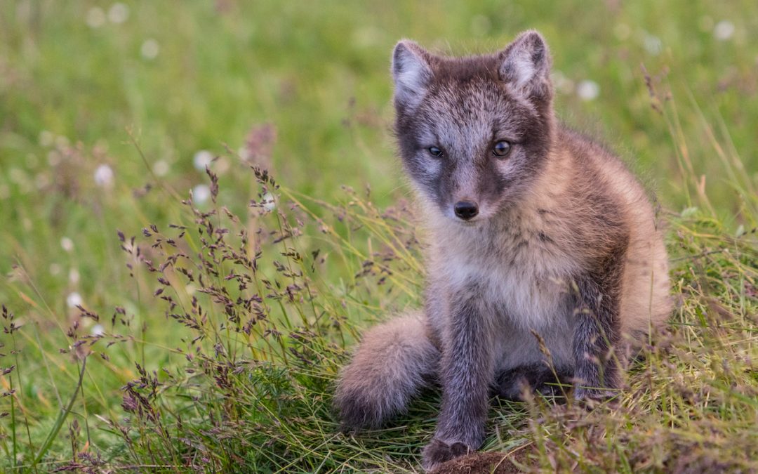 5 Canines to See in the Wild for International Dog Day