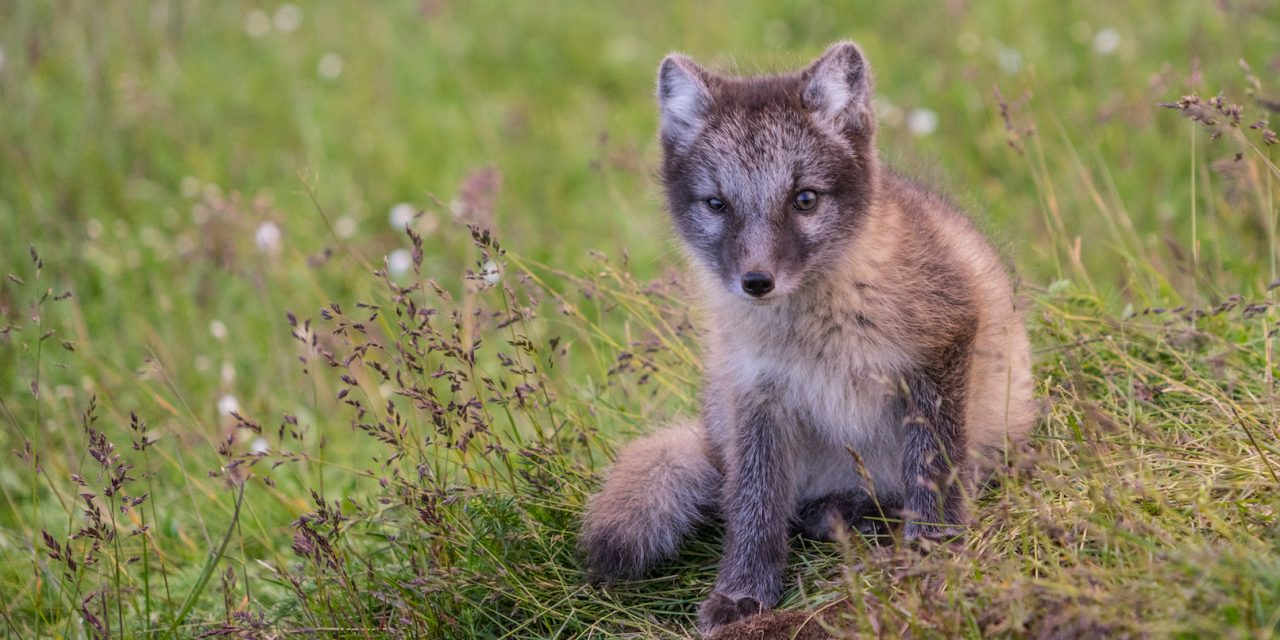 5 Canines to See in the Wild for International Dog Day