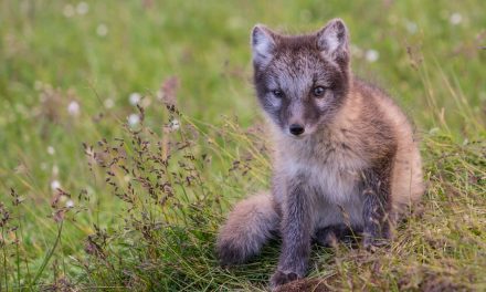 5 Canines to See in the Wild for International Dog Day