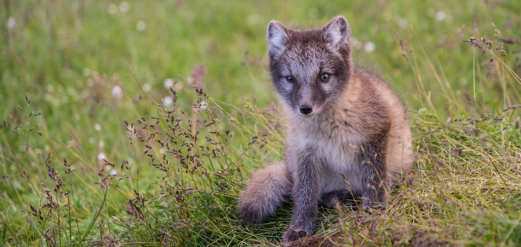 Icelandic arctic fox in summer, Iceland