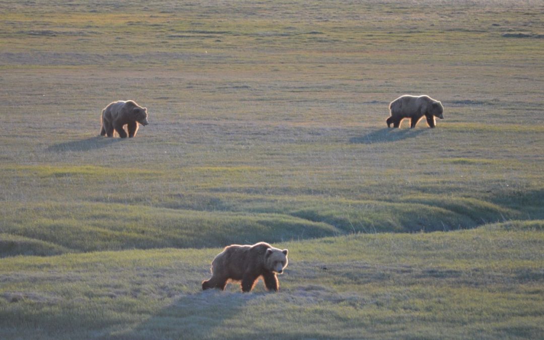 Go Big or Go Home: My First Brown Bear Encounter