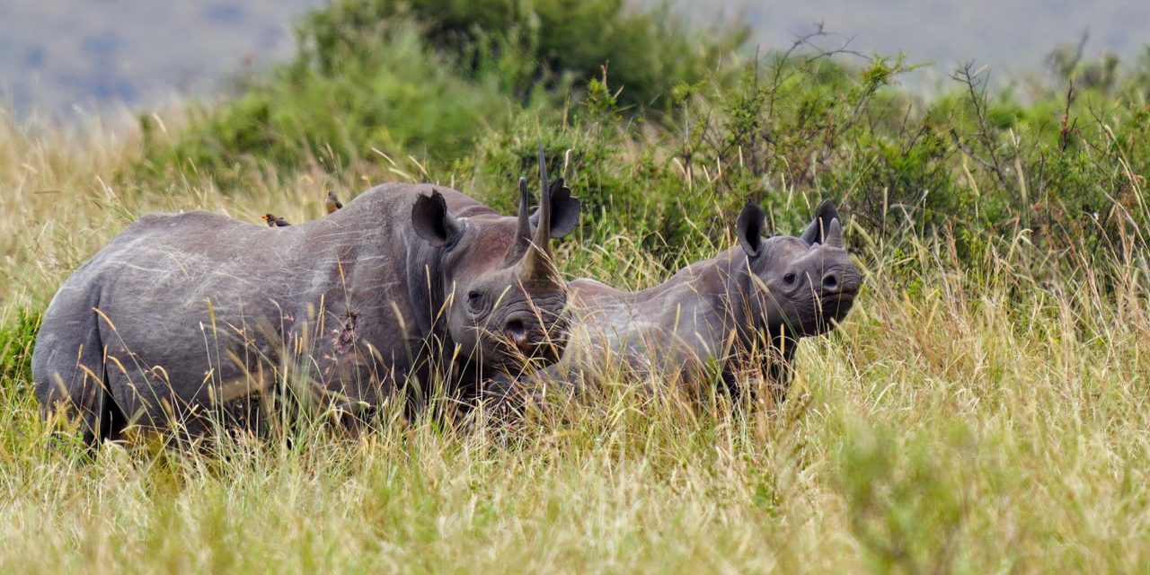 Black Rhinos and White Rhinos: Counts, COVID and Conservation