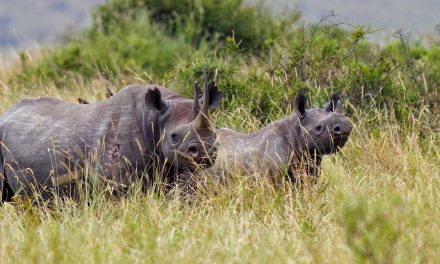 Black Rhinos and White Rhinos: Counts, COVID and Conservation