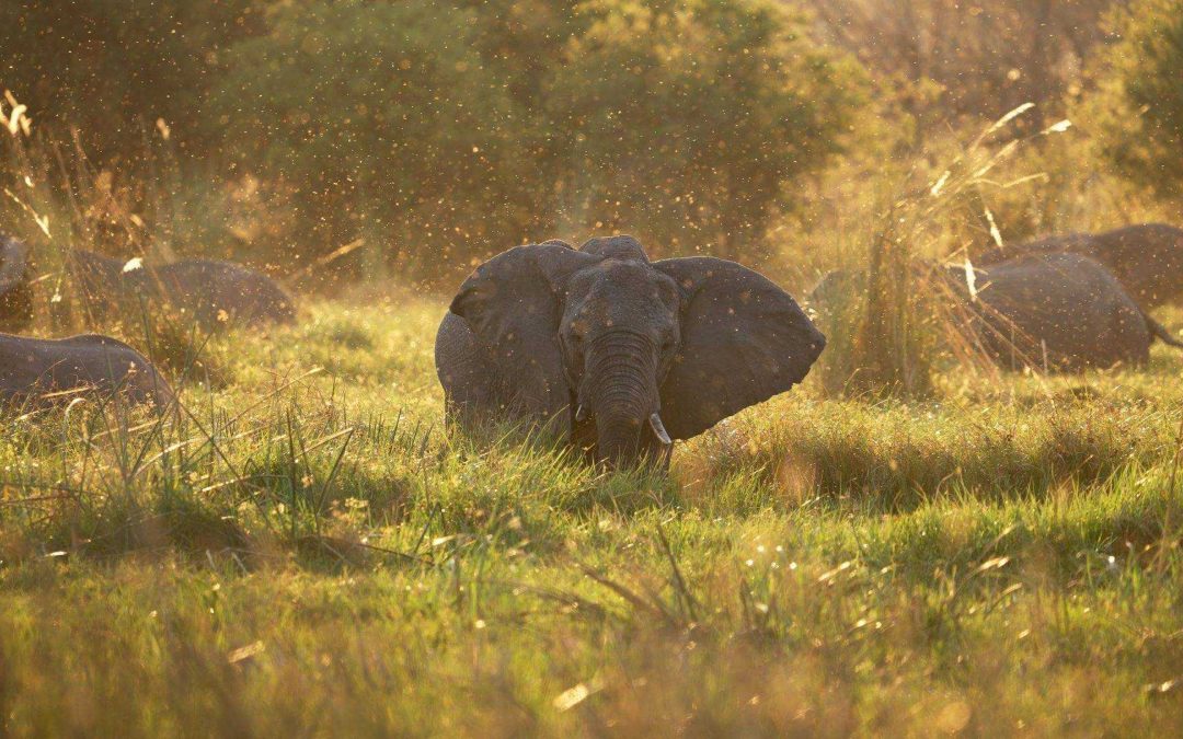 Your Vote Needed! Nat Hab’s ‘Exploring the Okavango | A Botswana Traveler Story’ Video a Finalist in Adventure Film Contest