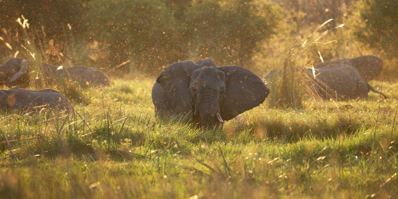 Your Vote Needed! Nat Hab’s ‘Exploring the Okavango | A Botswana Traveler Story’ Video a Finalist in Adventure Film Contest
