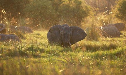 Your Vote Needed! Nat Hab’s ‘Exploring the Okavango | A Botswana Traveler Story’ Video a Finalist in Adventure Film Contest