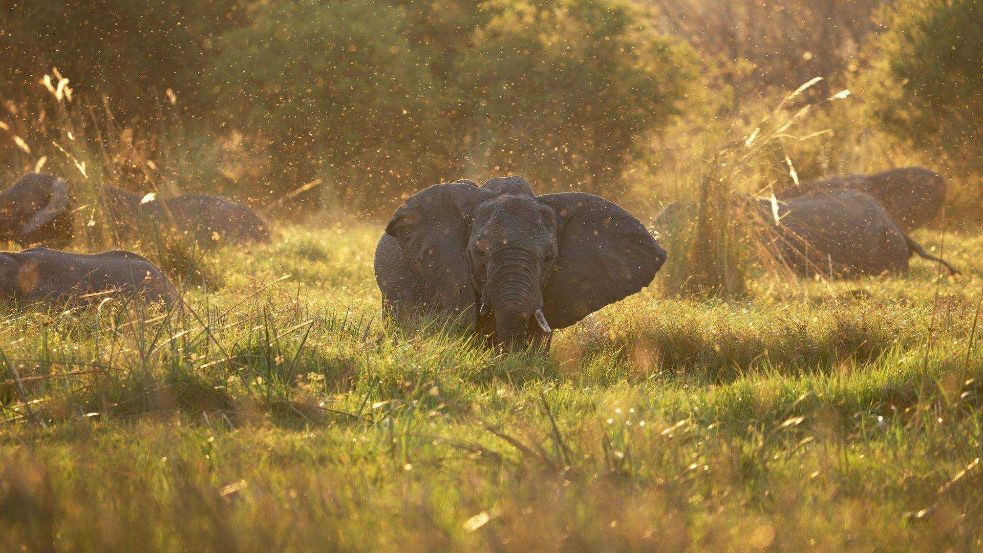 Elephant in the Okavango Delta in Botswana, East Africa