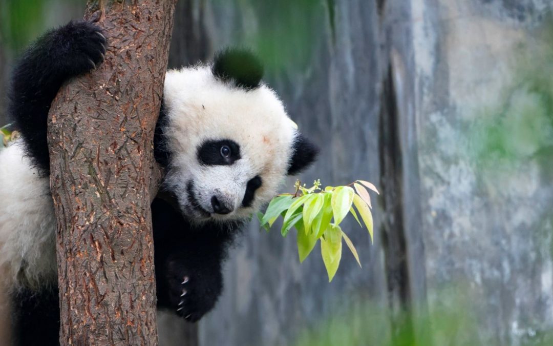 Panda Behavior Explained: Why Pandas Are so Charmingly Weird