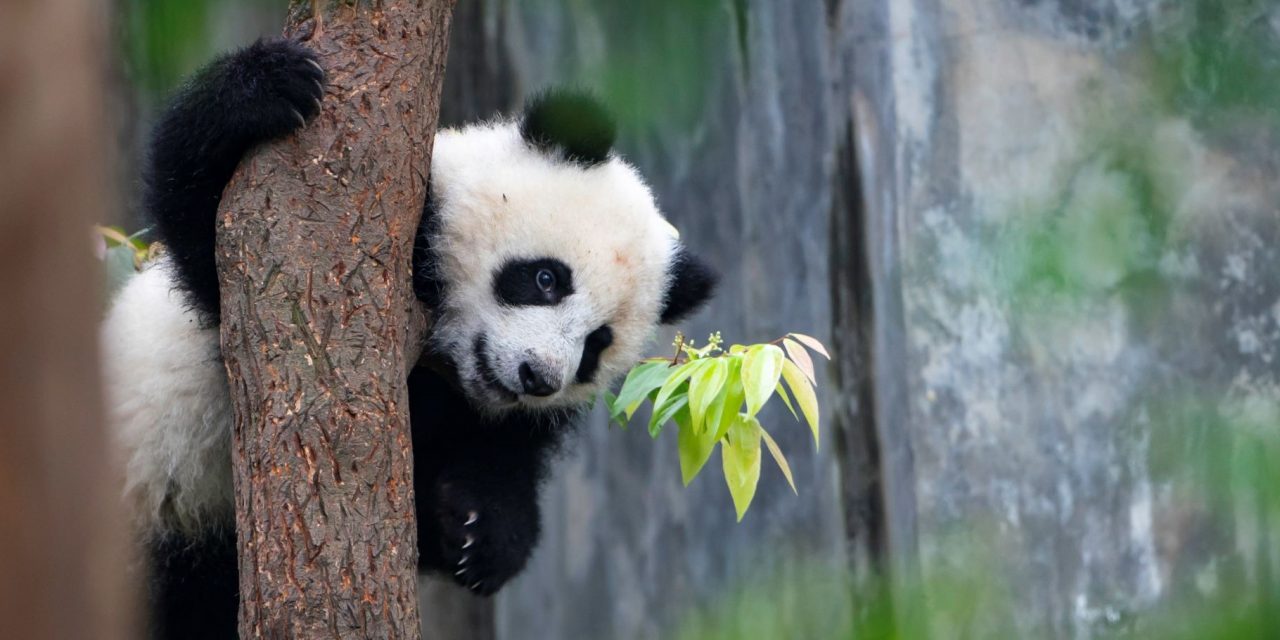 Panda Behavior Explained: Why Pandas Are so Charmingly Weird