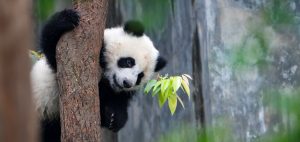 Giant Panda in China by Brad Josephs
