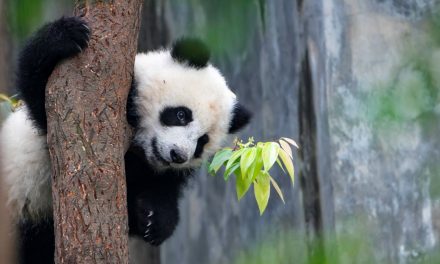 Panda Behavior Explained: Why Pandas Are so Charmingly Weird