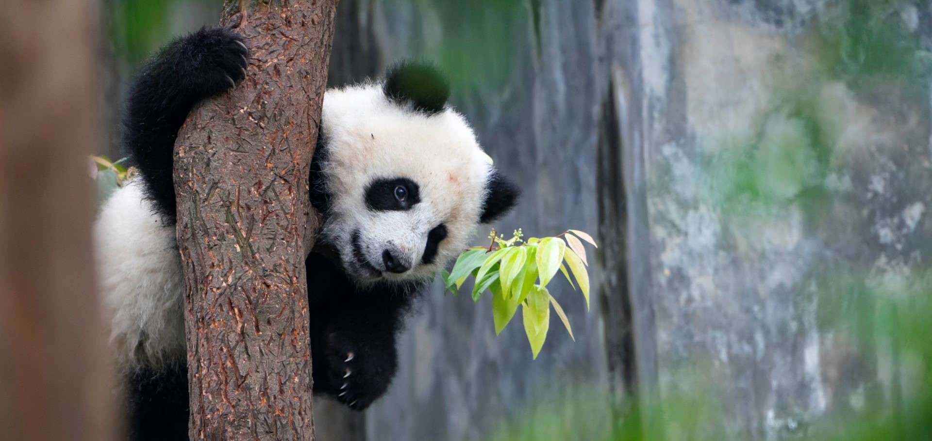 Giant Panda in China by Brad Josephs