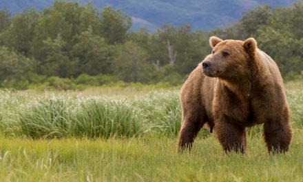 Backing Biodiversity Will Lessen the Climate Crisis