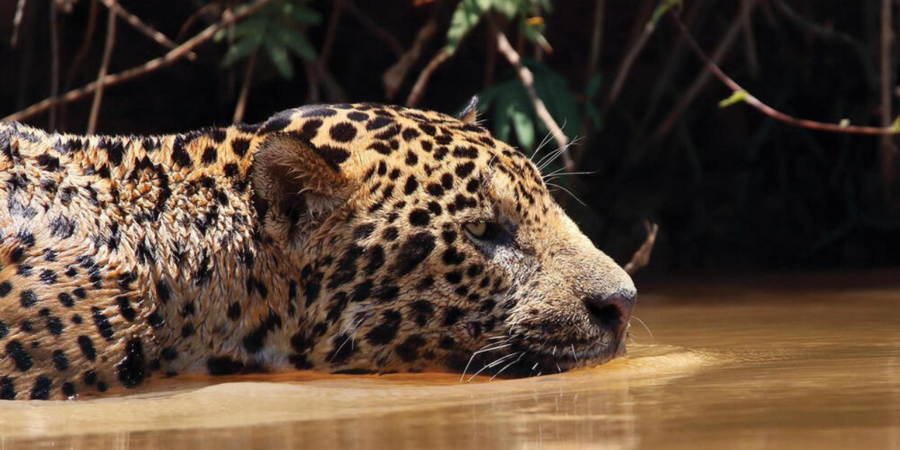 Jaguars on the Road to Recovery in Latin America