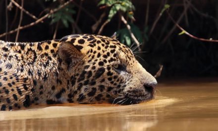 Jaguars on the Road to Recovery in Latin America