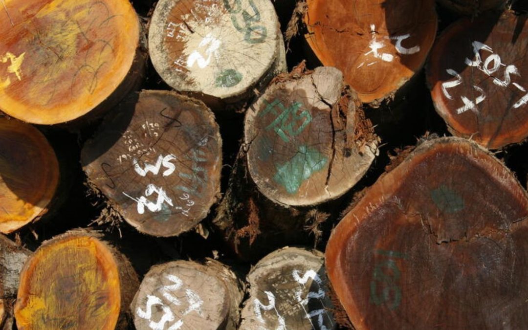 How Consumers Can Keep Forests Thriving