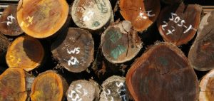 Timber, legally harvested by the Samatex company which participated in WWF's Global Forest Trade Network (GFTN) programme, Samreboi, western Ghana.