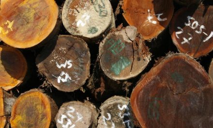 How Consumers Can Keep Forests Thriving