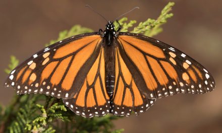 Monarch Butterflies: Are They Endangered or Stable?