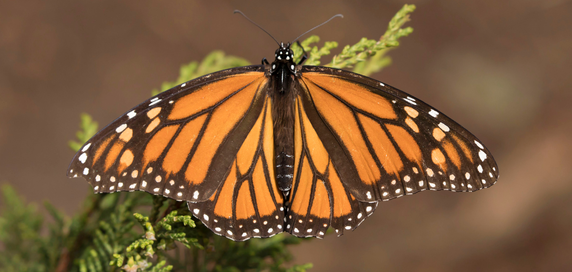 Monarch Butterflies: Are They Endangered or Stable?, image size:1920x912