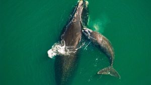 Northern right whale mother & calf (Eubalaena glacialis) off the Atlantic coast of Florida.