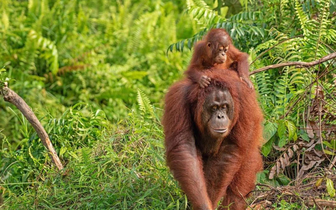 Showing Gratitude for the Gardeners of the Rainforest on International Orangutan Day