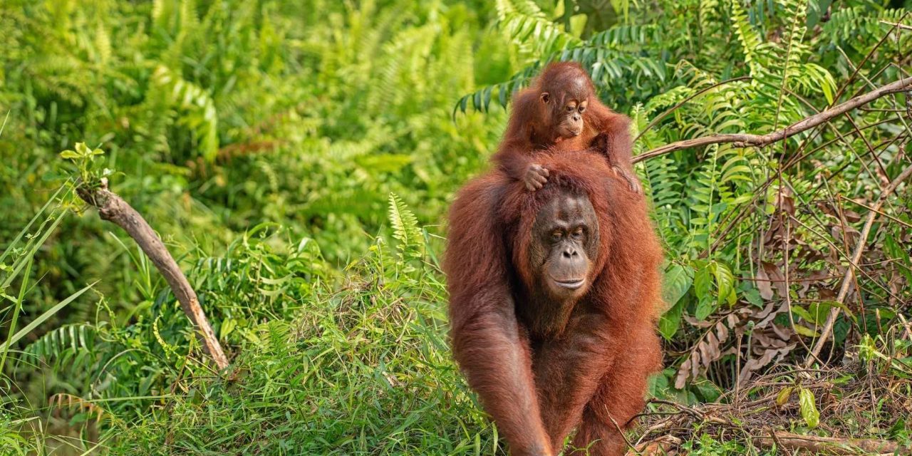 Showing Gratitude for the Gardeners of the Rainforest on International Orangutan Day