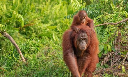 Showing Gratitude for the Gardeners of the Rainforest on International Orangutan Day