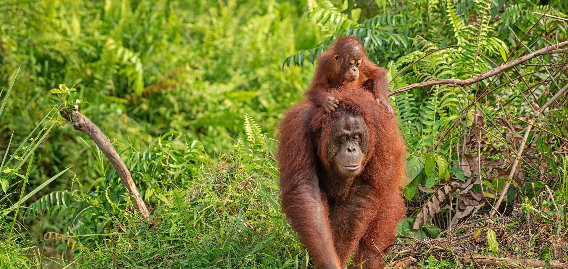 Orangutan and baby in the rain forest in Borneo.