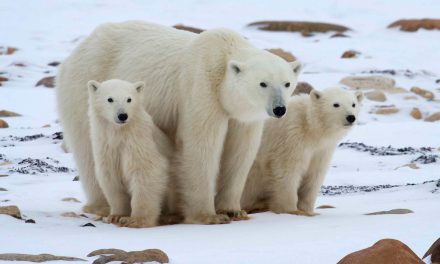 The Pandemic–Wildlife–Climate Change Connection