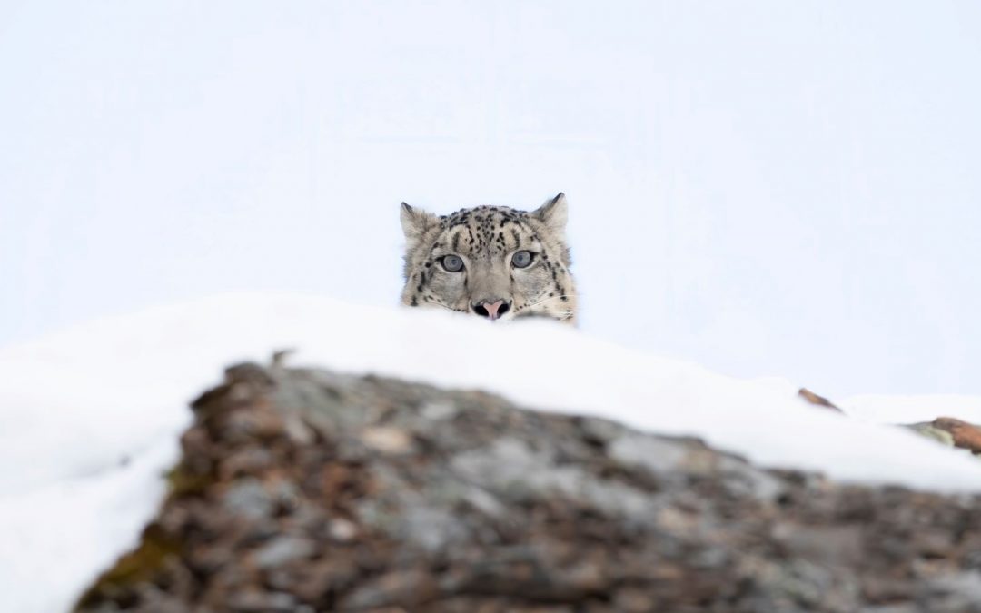 5 Apex Predators and Where to Find Them