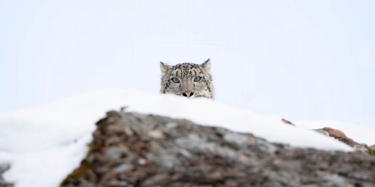 5 Apex Predators and Where to Find Them