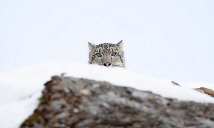 5 Apex Predators and Where to Find Them