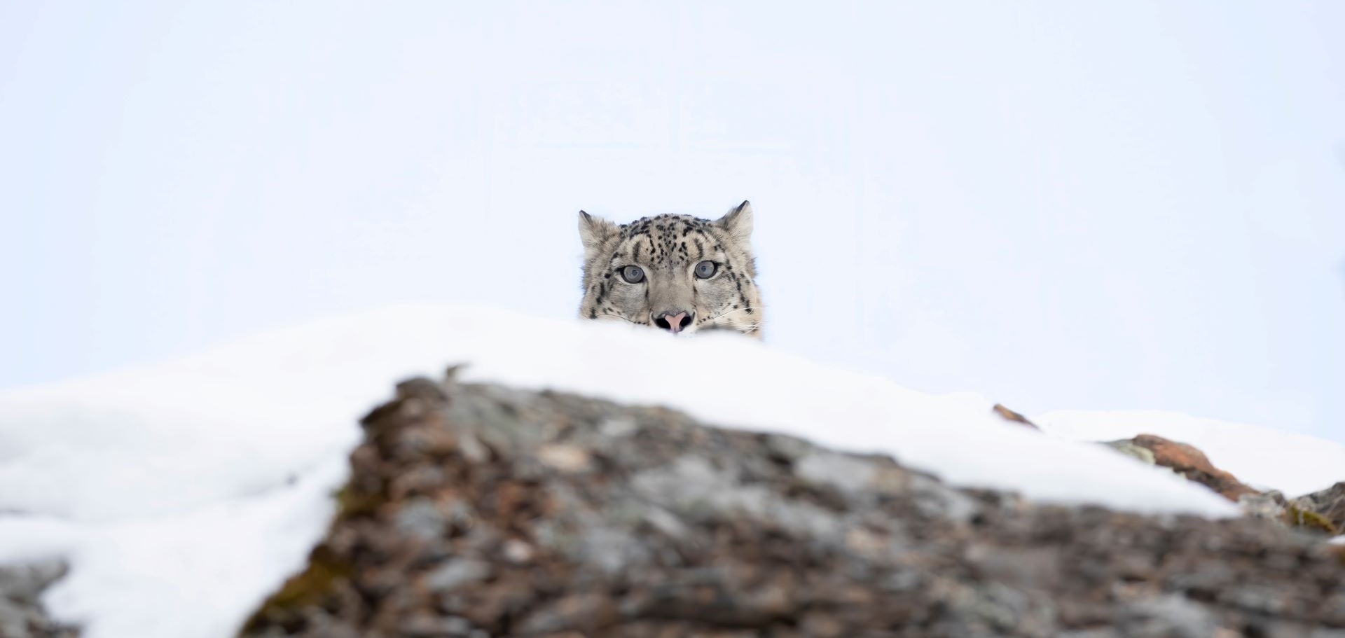 Snow leopard peeking over a rock