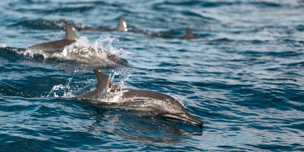 Dolphin Poop Helps Save Coral Reefs