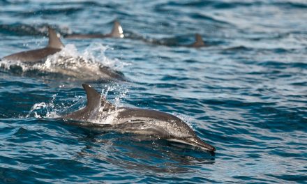 Dolphin Poop Helps Save Coral Reefs