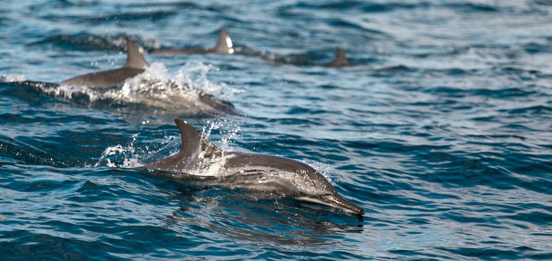 Spinner Dolphins