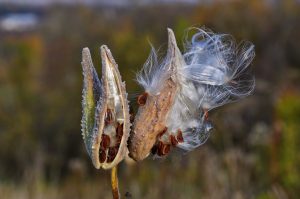 The milkweed ((Asclepias siraca)) splits seeds with white fluff at the end of maturation.