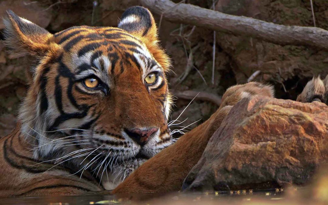 Studies of Extinct Ibex Could Save Today’s Tigers