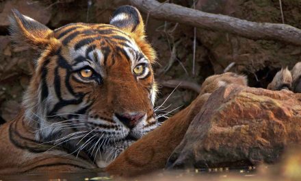 Studies of Extinct Ibex Could Save Today’s Tigers